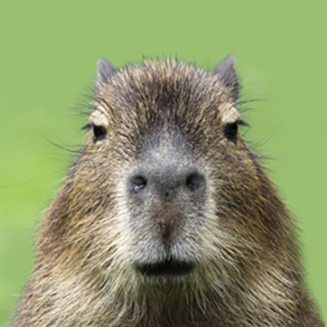 Pham Banner Jun26 square